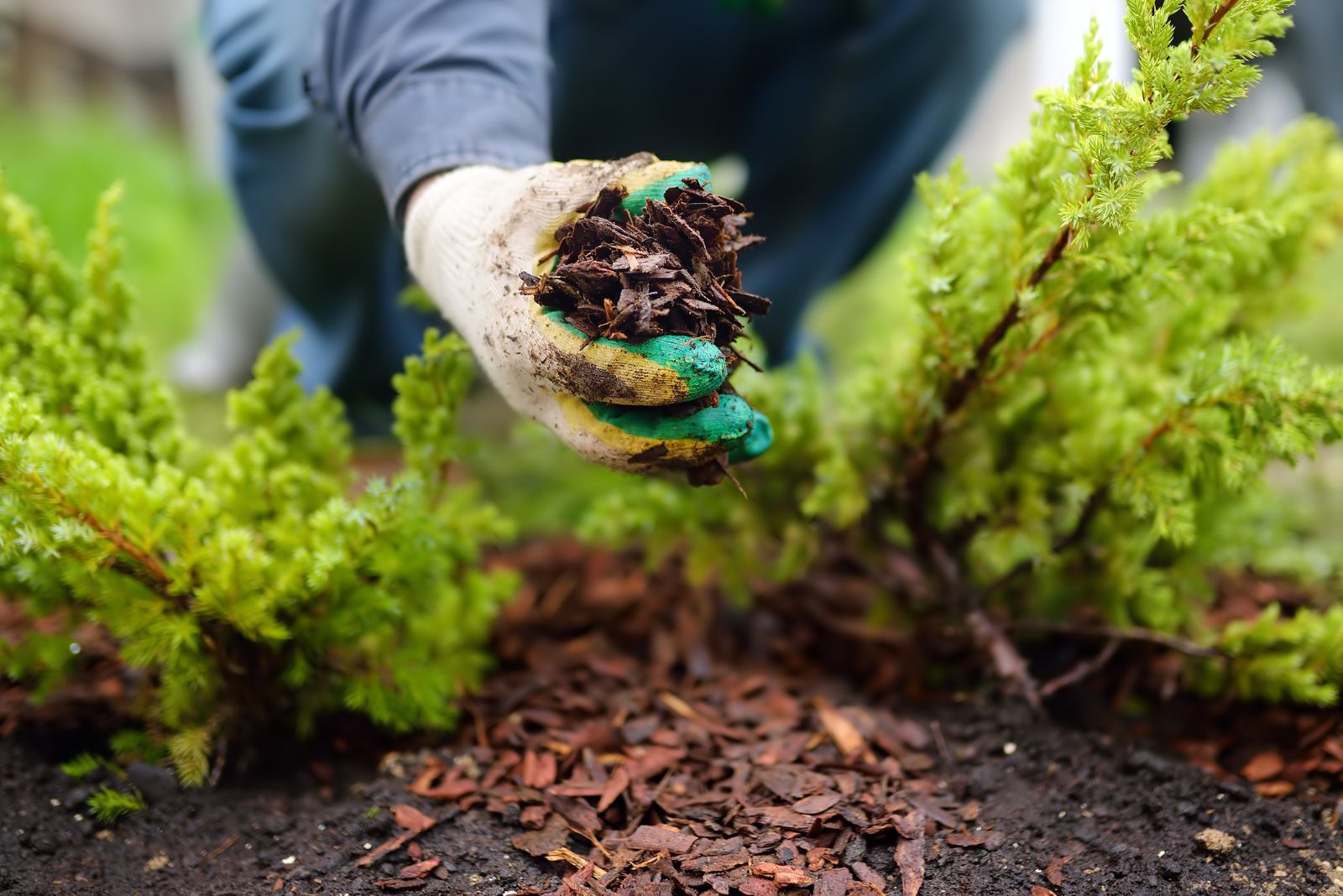 The Winter Mulch Mistake Michigan Gardeners Make Every December