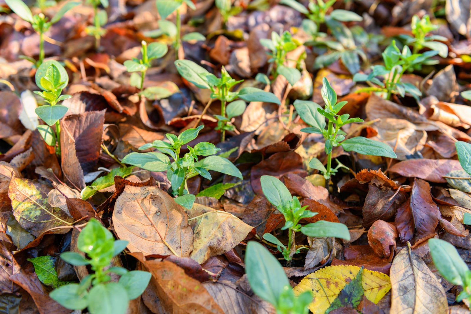 The Winter Mulch Trick Oregon Gardeners Use To Shield Their Flowers
