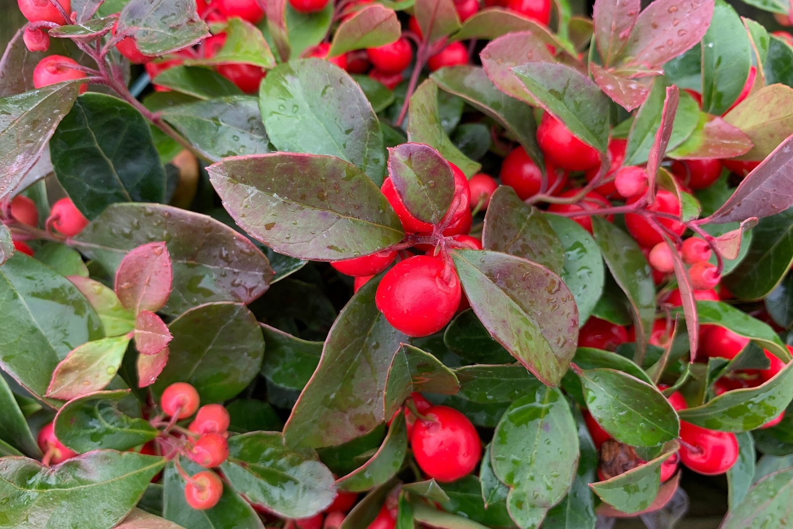 eastern teaberry
