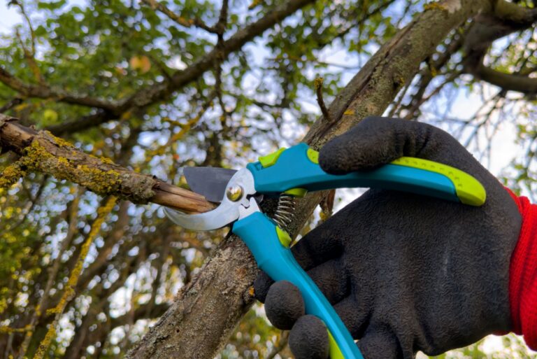 Trimming tree branches