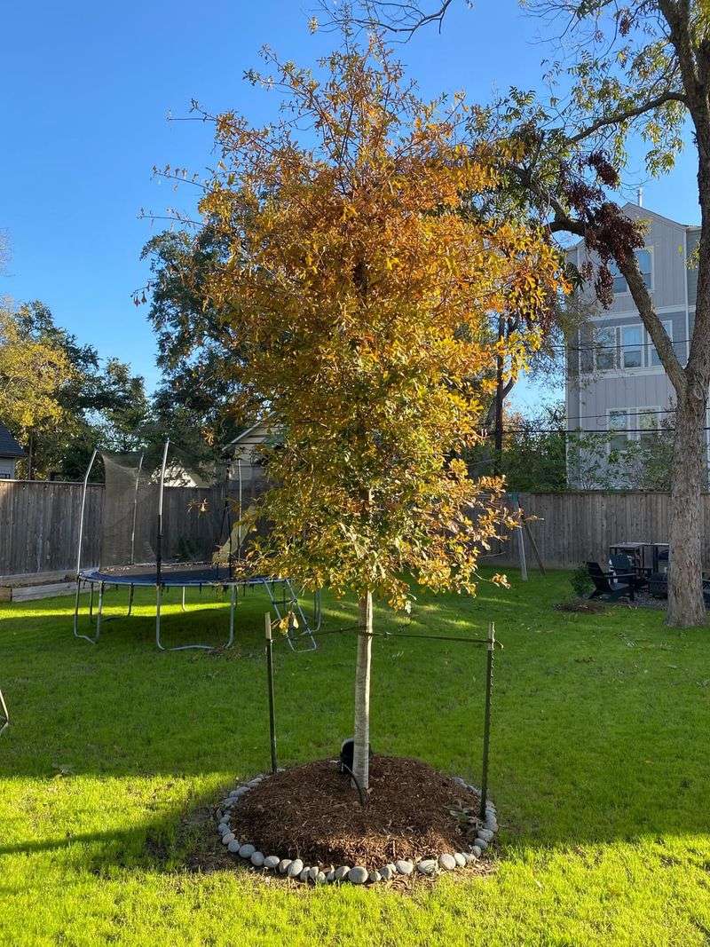 Plants Store Maximum Energy Reserves