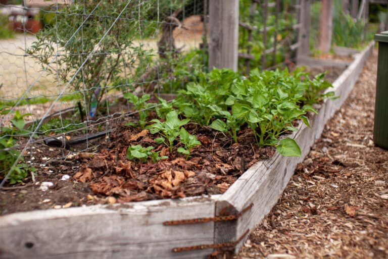 gardener has heavily mulched their raised garden bed