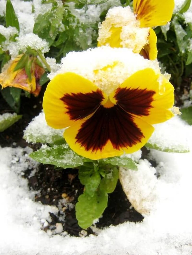 Pansies