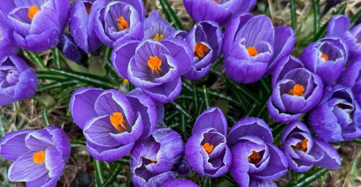 The Winter Tough Flowers Colorado Gardeners Say Can Handle Anything