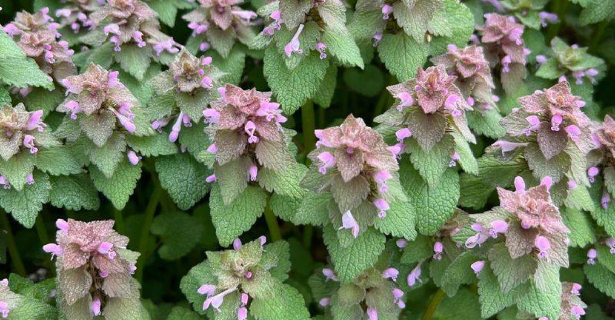 The Winter Weeds Every Kentucky Homeowner Should Expect Right Now