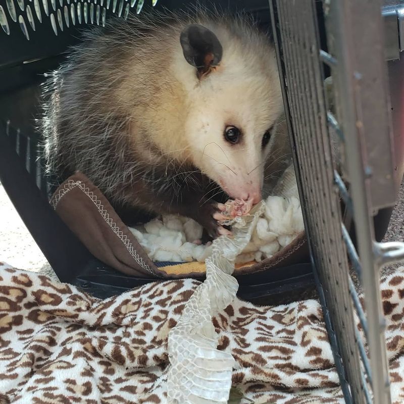 They Help Control Snake Populations