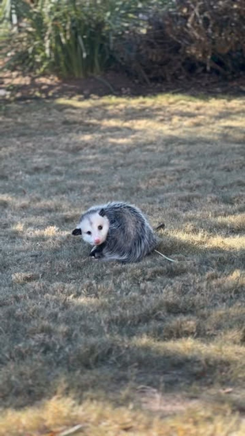 Simple Habitat Changes Can Encourage Them To Leave