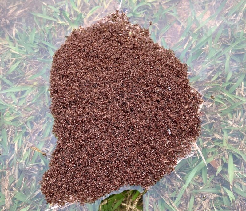 Mounds Pop Up Overnight After Rain