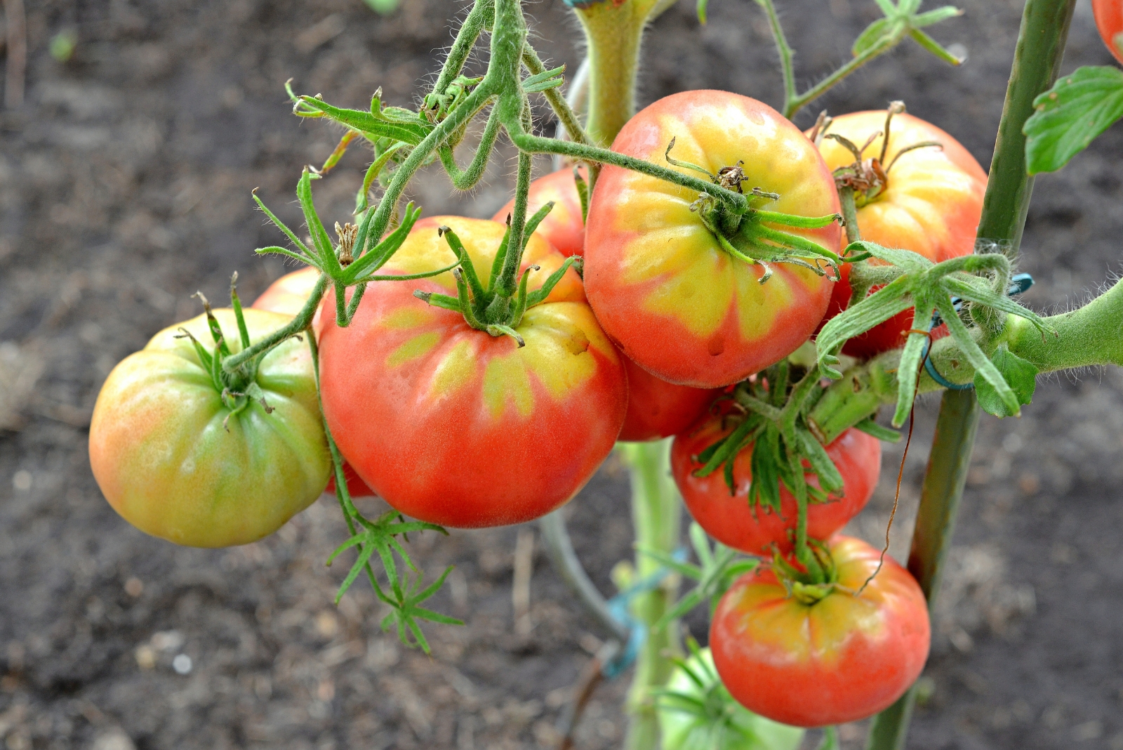These 5 Secrets Can Help You Grow Better Tomatoes This Season