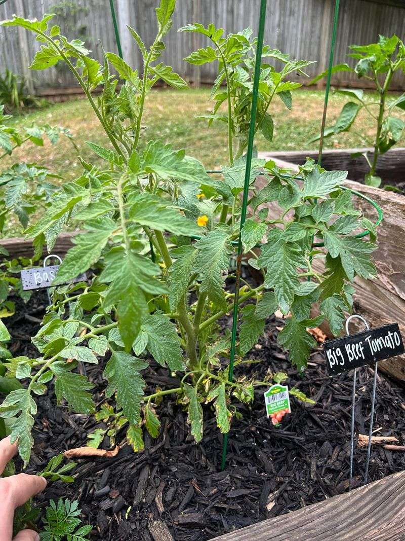 #1 Deep Watering Beats Frequent Sprinkling