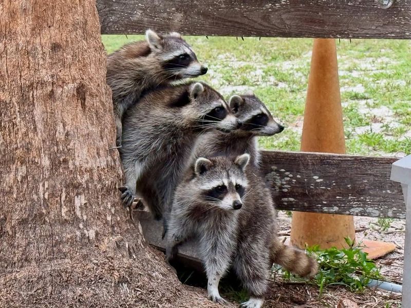 Mother Raccoons Become Aggressive When Protecting Babies