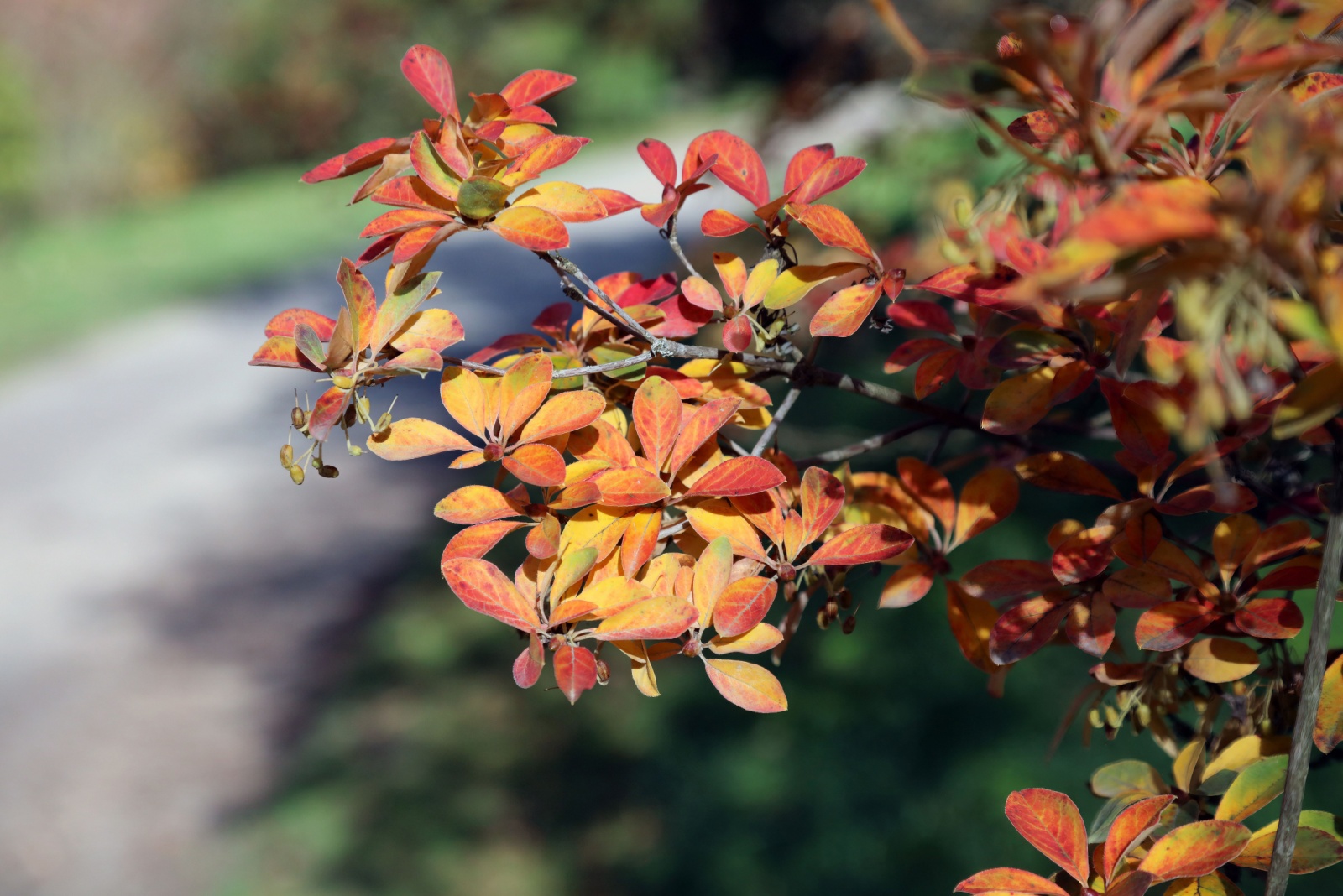 These Are The Invasive Plants Michigan May Soon Ban