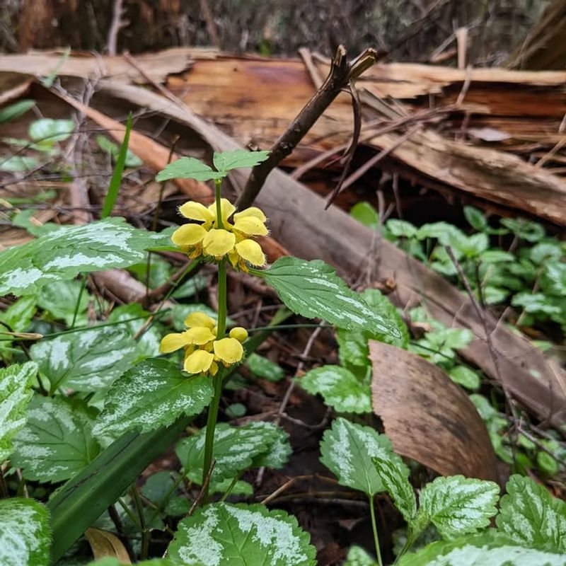 How Two Popular Garden Plants Slipped Into The High-Risk Category