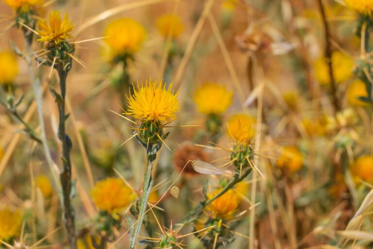 yellow starthistle