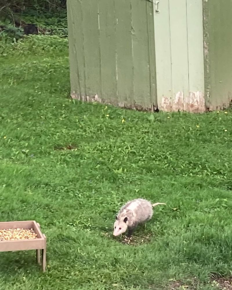 Possums Rarely Carry Rabies