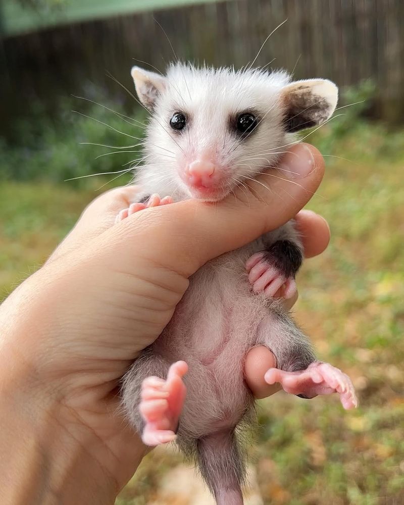 They're Not Aggressive Animals