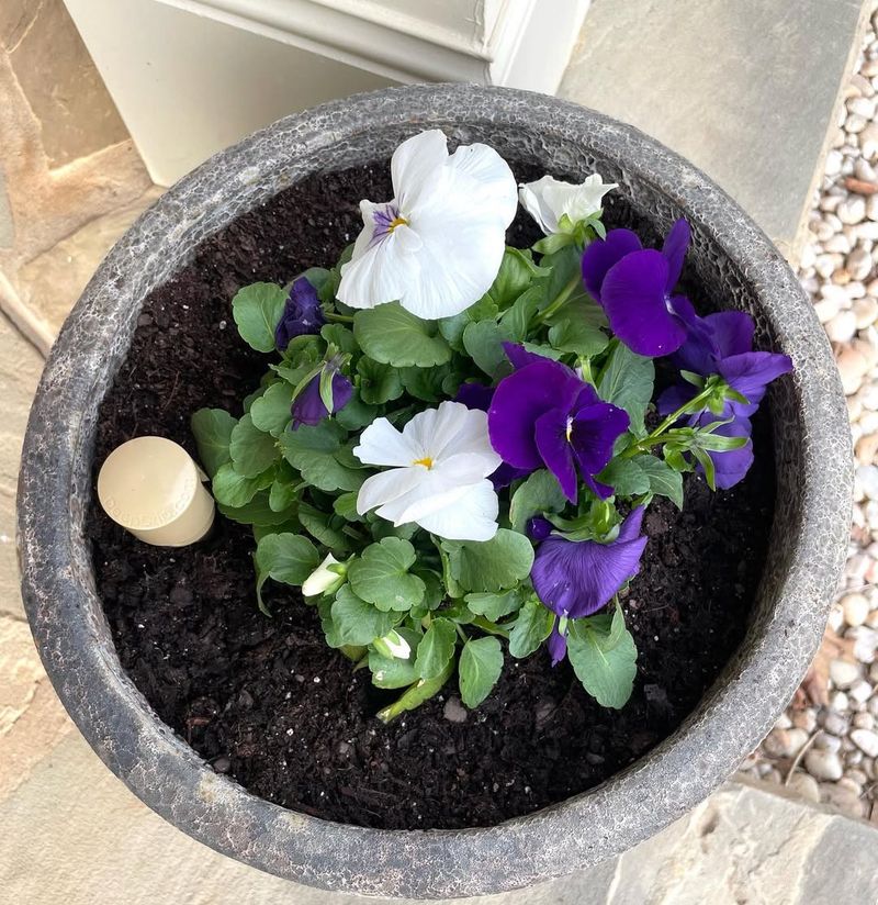 Water Them During Dry Winter Spells