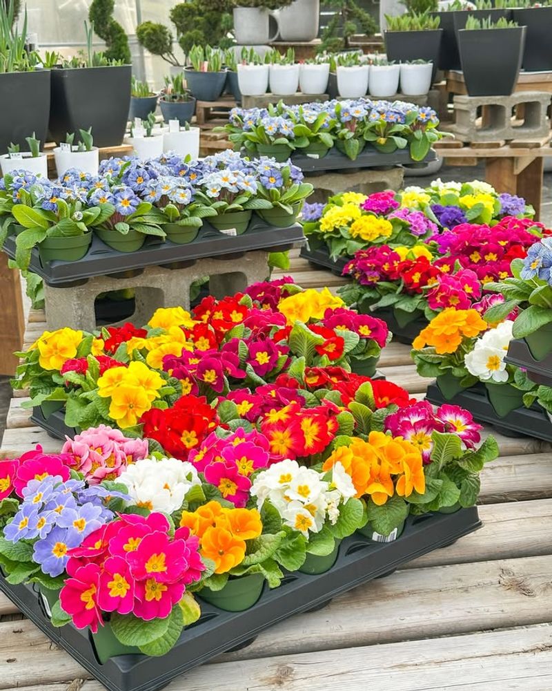 Plant Them In Fall For Winter Success