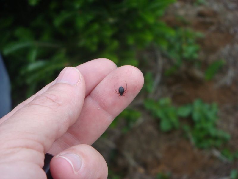 Sticky Honeydew Is Their Calling Card