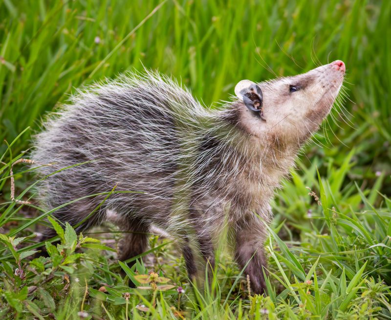 They're Protected By Florida Law