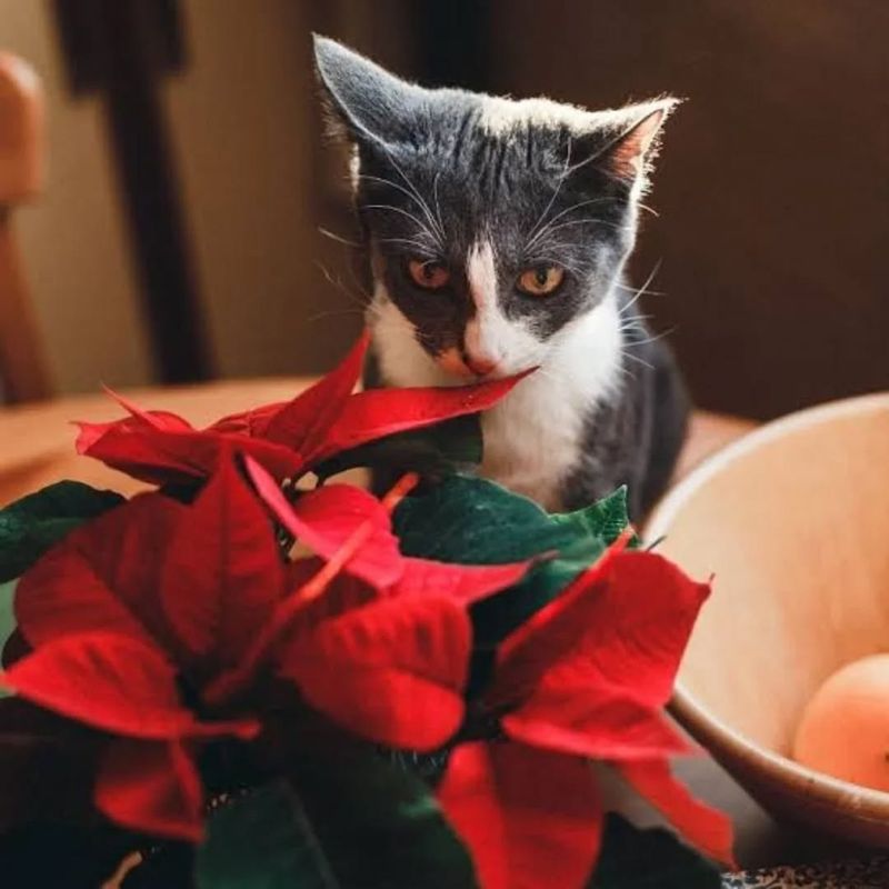 Poinsettias Are Not Poisonous To Humans Or Pets