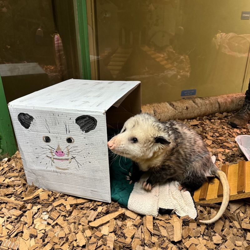 Possums Rarely Carry Rabies