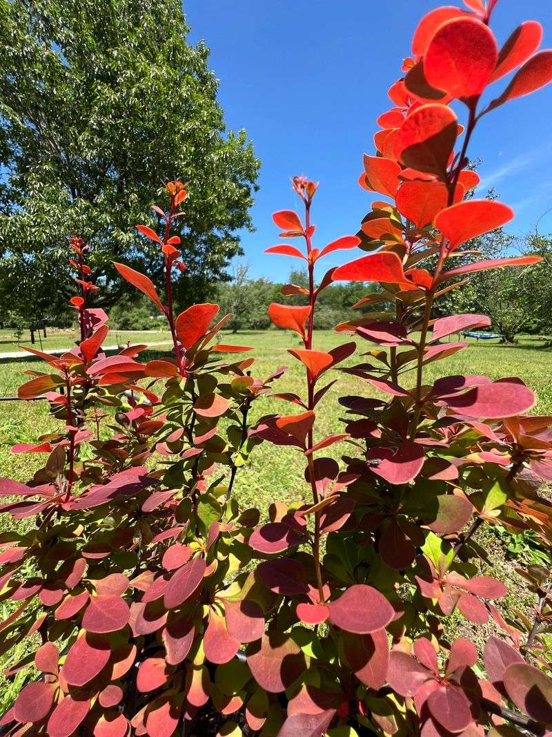 Attracts Small Mammals That Carry Ticks