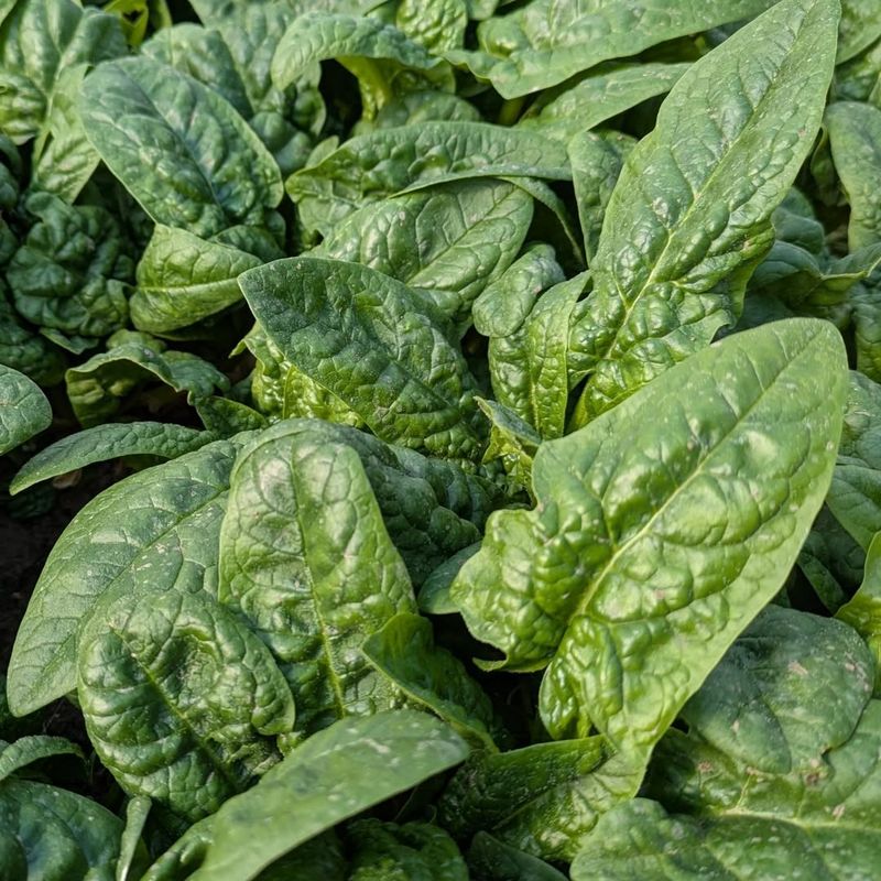 Slow to Bolt in Cool Weather