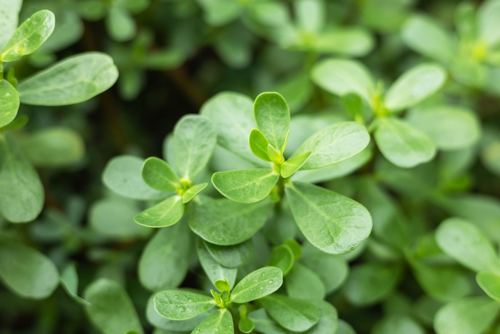 11 Things I Discovered About Purslane That Might Surprise You