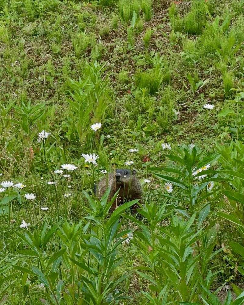 Stay Calm And Observe From A Distance