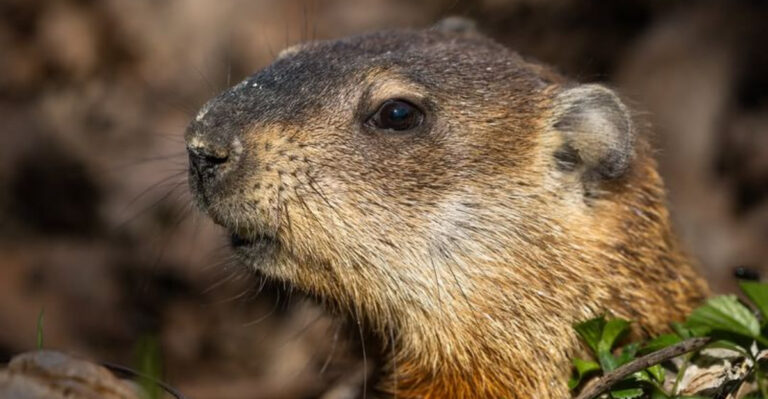 groundhog