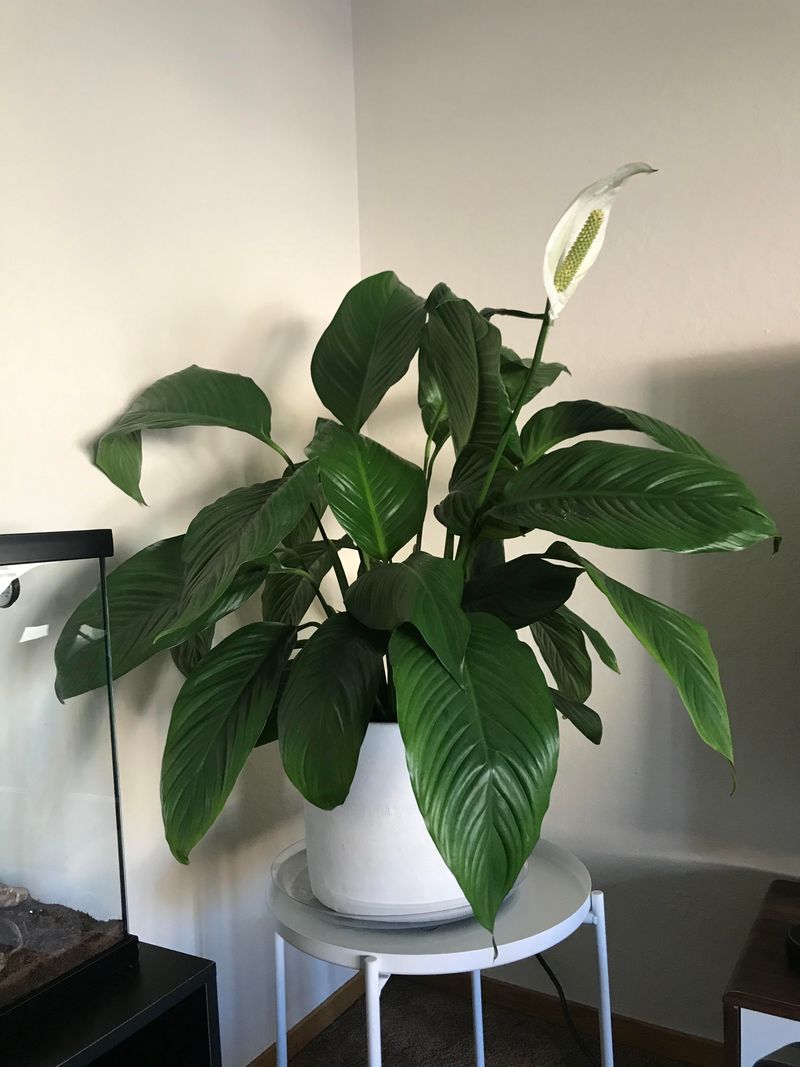 Too Much Love With Water