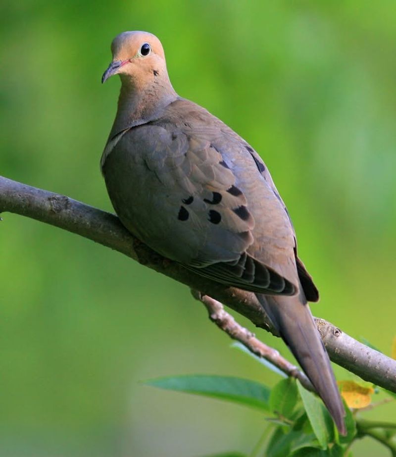Mourning Dove