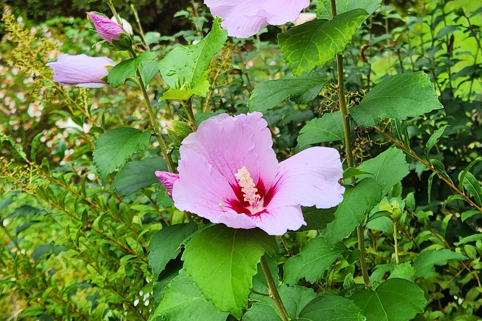 Rose of Sharon Flowers in a Garden