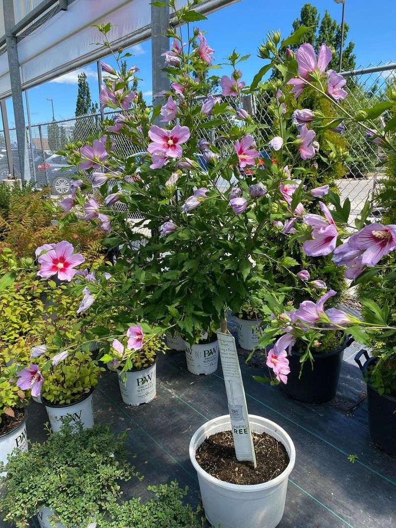 Thrives In New York's Climate