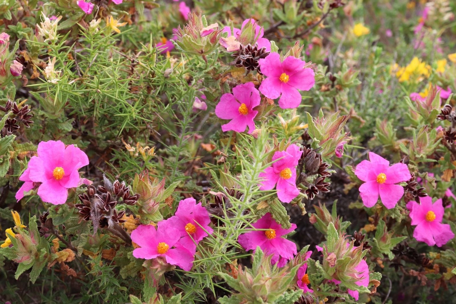 This Hardy Shrub Puts On A Stunning Show Of Pink Blooms In Texas