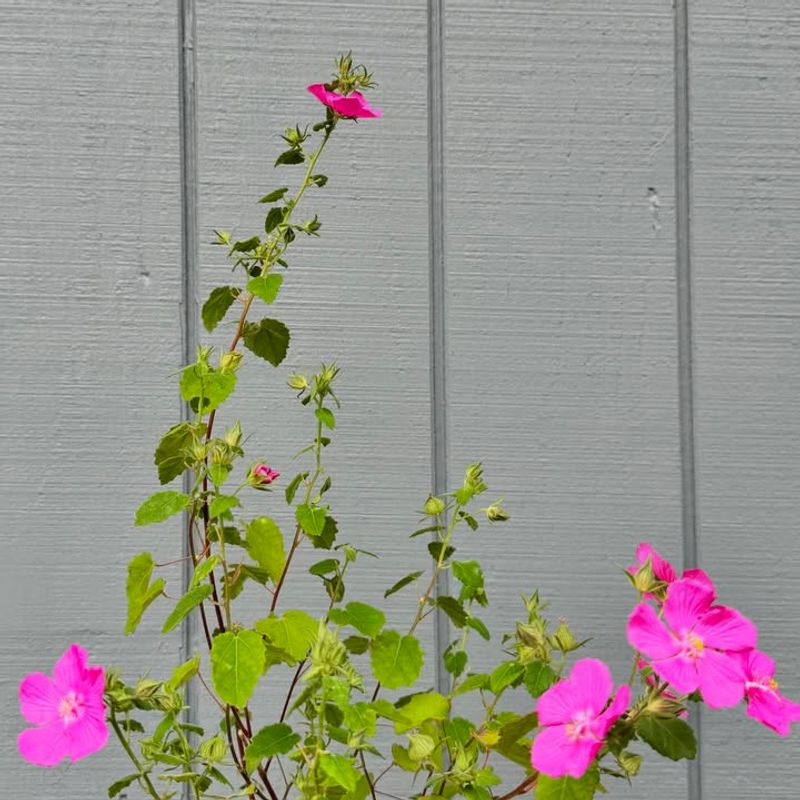 Drought-Tolerant Wonder