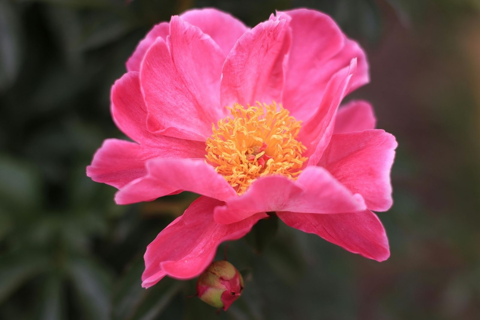 This Hardy Shrub Steals The Show In Texas Gardens With Pink Blooms