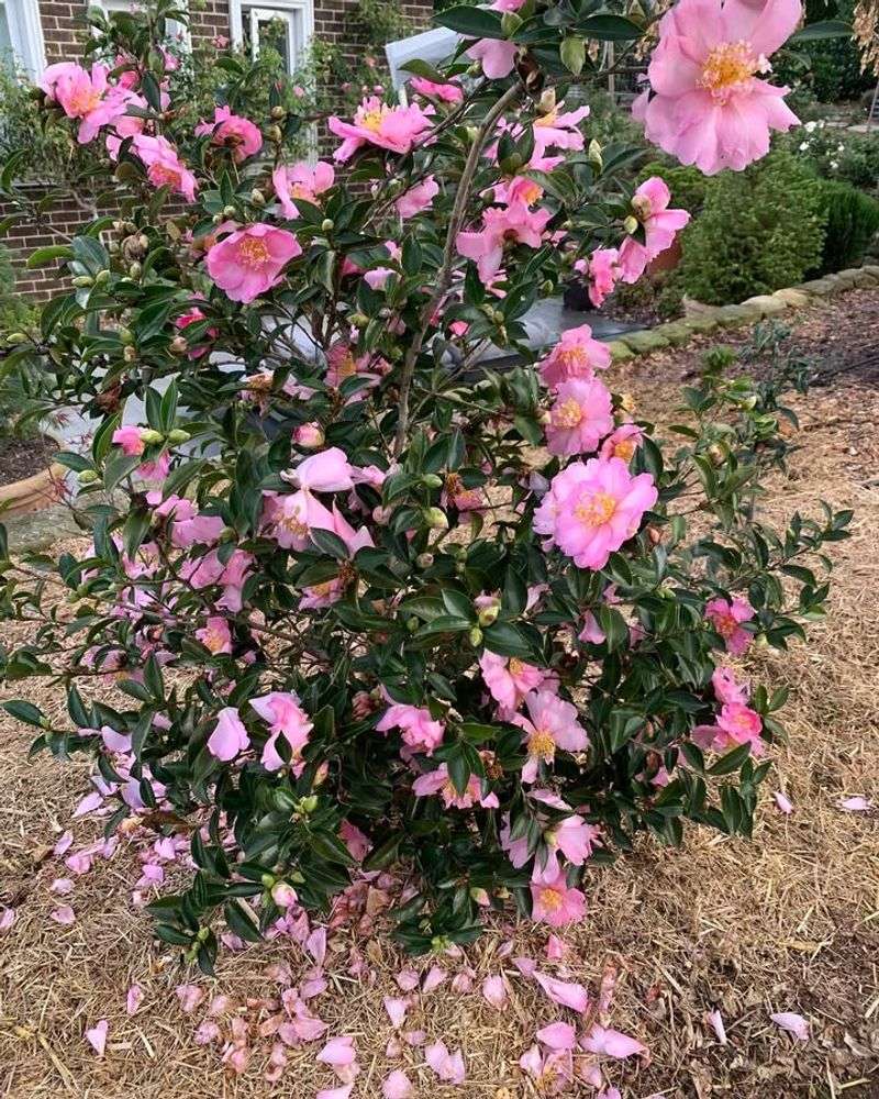 Winter Blooms Brighten Cold Months