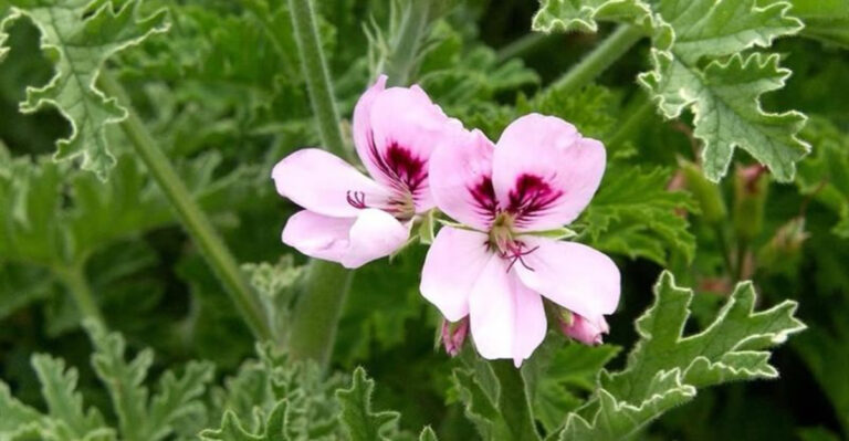 citrus scented geranium flowers in pink bloom