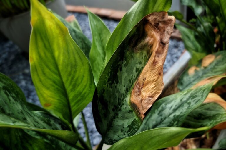 sun damaged houseplant