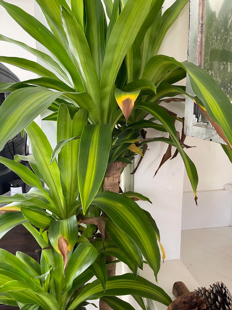 1. Brown, Crispy Leaf Edges Appeared Out Of Nowhere