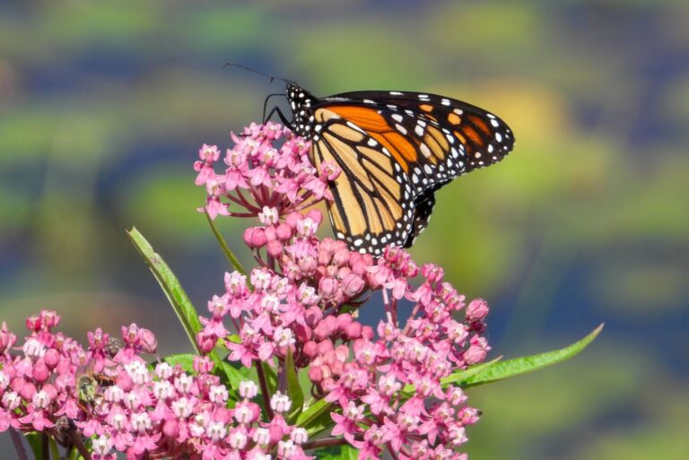 Swamp Milkweed