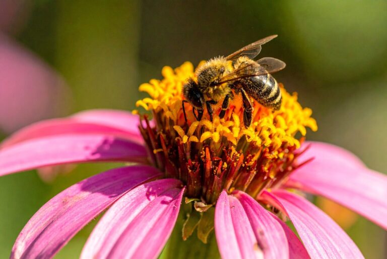 bee on a purple coneflower