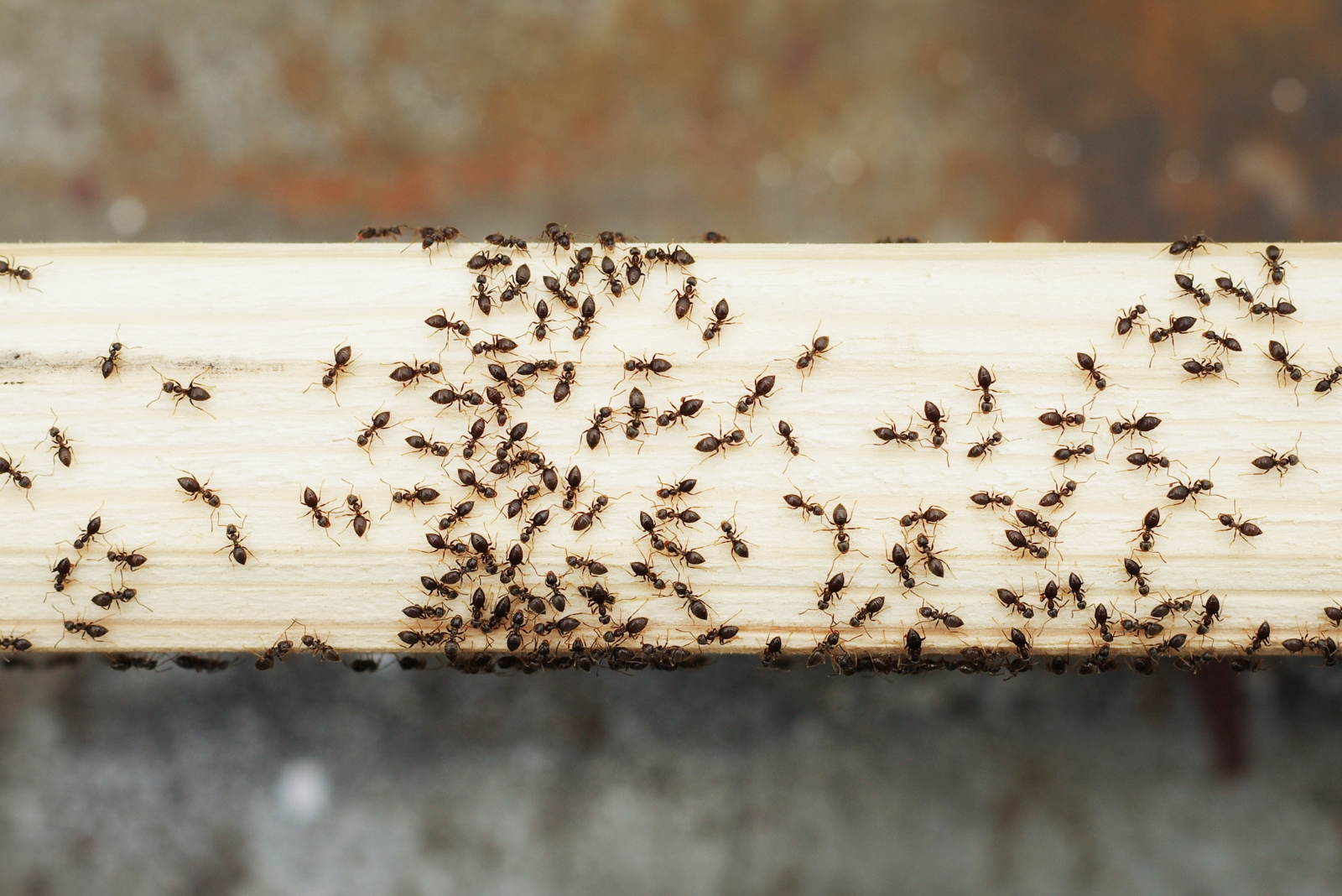 This Natural Citrus Trick Keeps Ants Out Of Your Home For Good