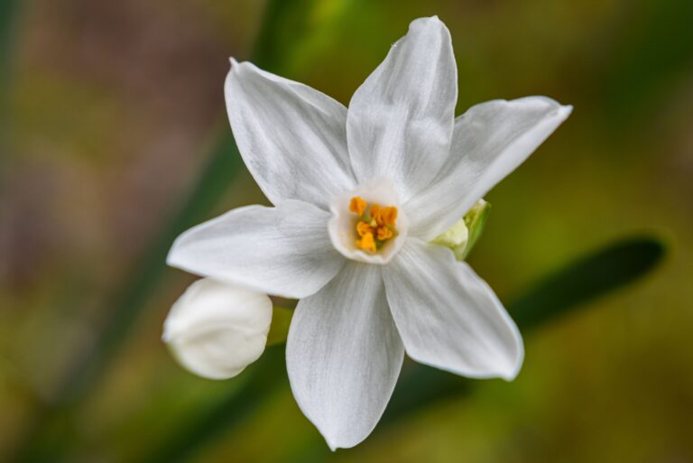 paperwhite narcissus in bloom