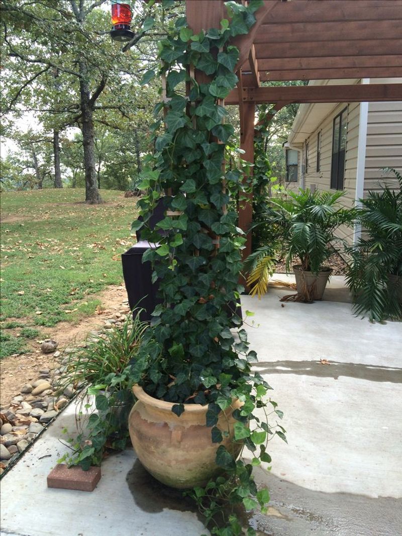 The English Ivy That Shocked Me With Its Snowstorm Strength