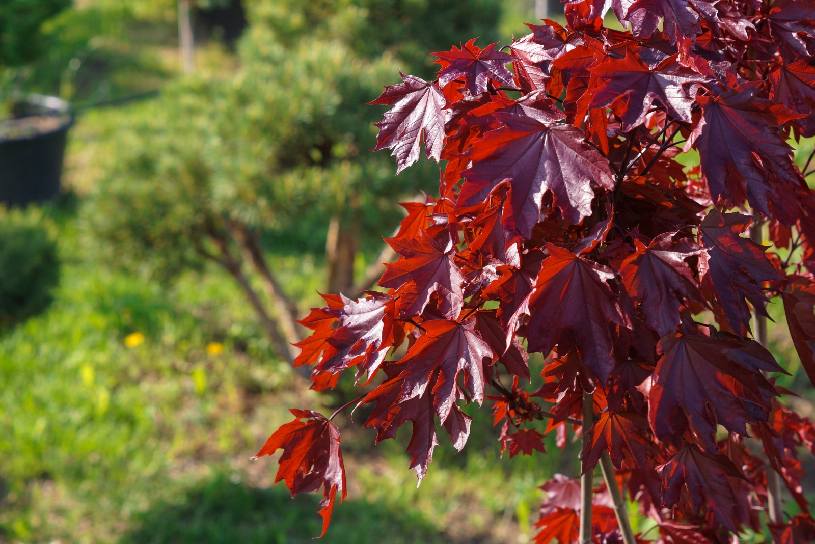 red maple (featured image)