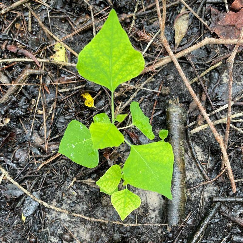 Chinese Tallow Tree (Triadica sebifera)