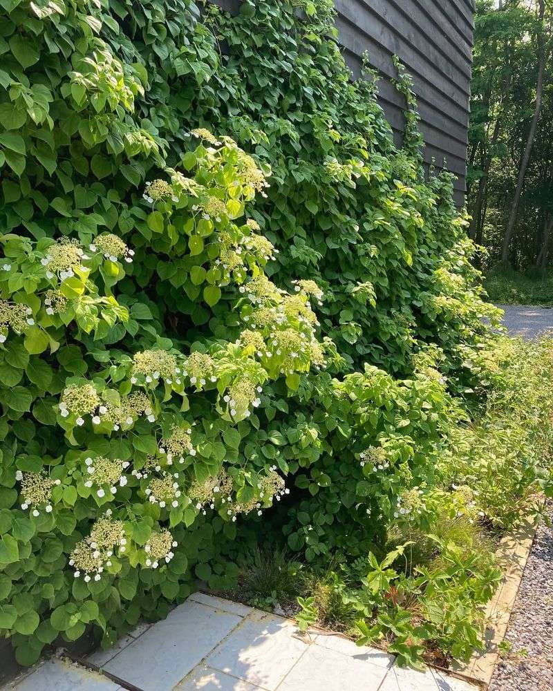 Climbing Hydrangea (Hydrangea anomala petiolaris)